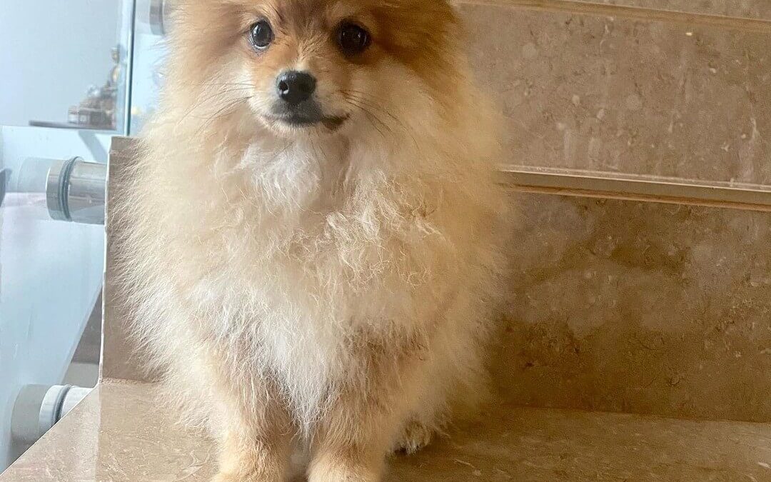 Canil de Lulu da Pomerânia com linhagem premiada em Bocaina – SP