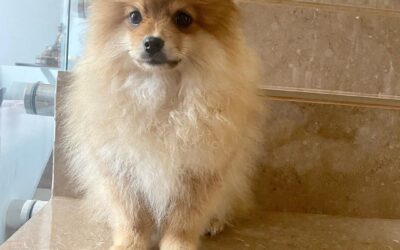 Waymea Kennel – Filhote de Lulu da Pomerânia disponível em Vila Barreto/SP