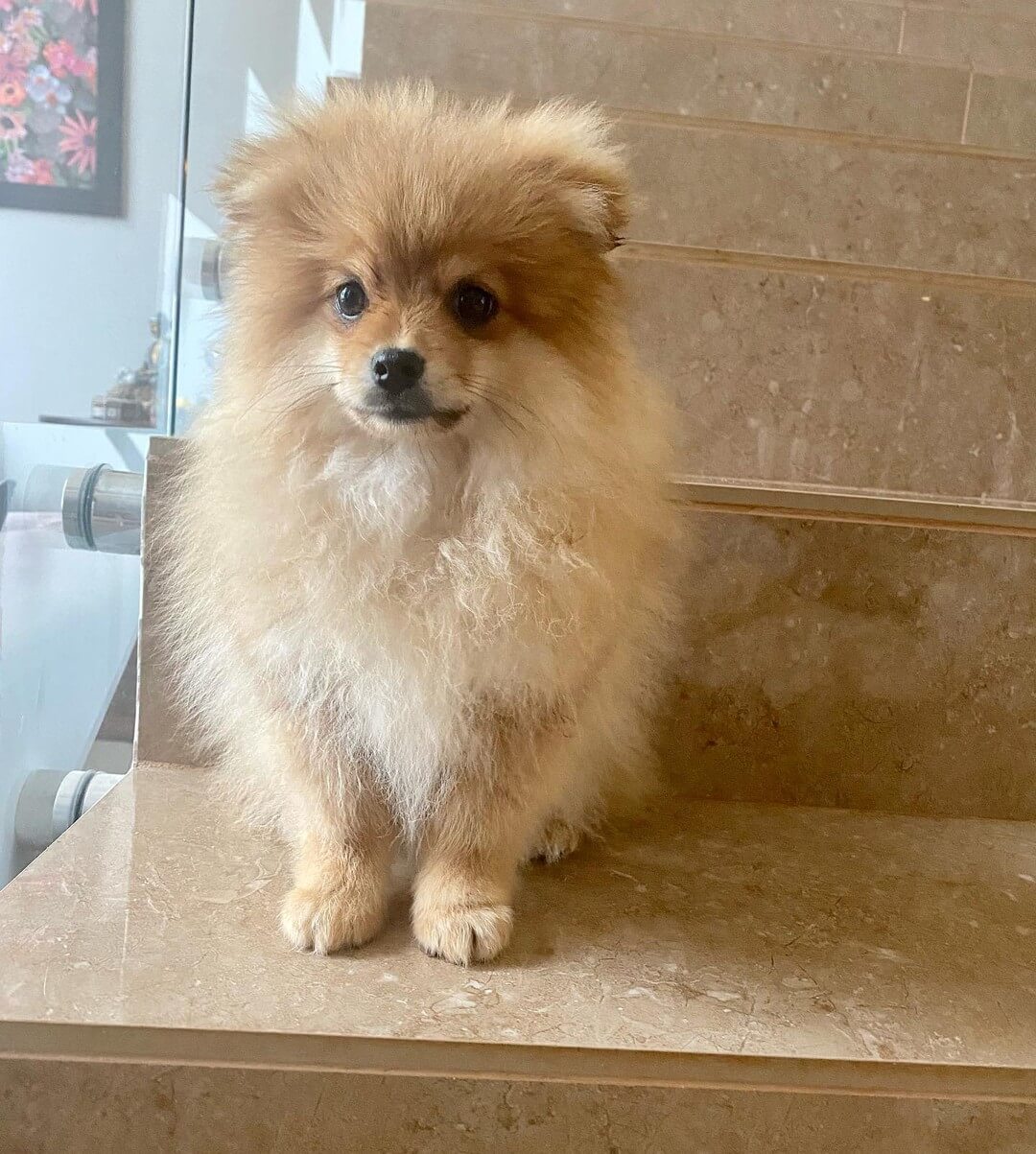 Como cuidar de um filhote de Lulu da Pomerânia: guia completo dos primeiros meses Como cuidar de um filhote de Lulu da Pomerânia: guia completo dos primeiros meses