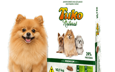 Melhor ração, escova e shampoo para Lulu da Pomerânia: o que muda por causa da pelagem
